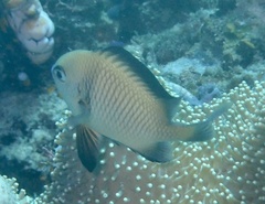 Dascyllus reticulatus