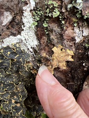 Pseudocyphellaria holarctica