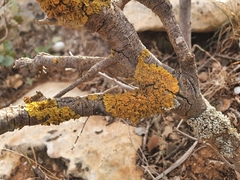 Xanthoria parietina
