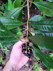 Parathesis crenulata