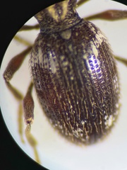 Ptinus