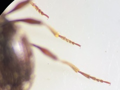 Ptinus