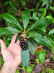 Parathesis crenulata