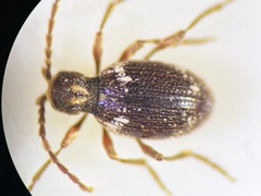 Ptinus