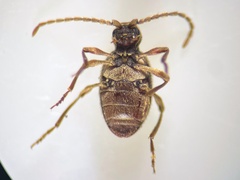 Ptinus