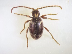 Ptinus