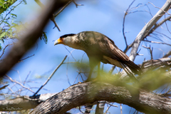 Caracara plancus cheriway