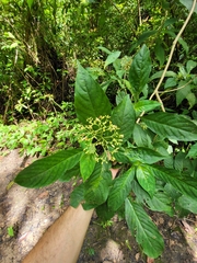 Palicourea pubescens