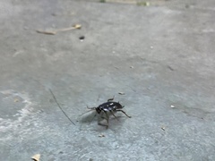 Blatta orientalis