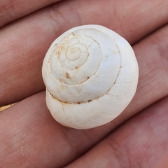 Sphincterochila