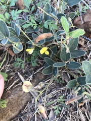 Rhynchosia caribaea