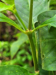 Palicourea pubescens