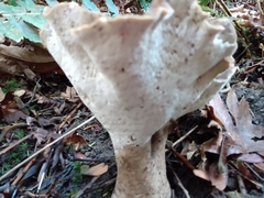 Polyporus tuberaster