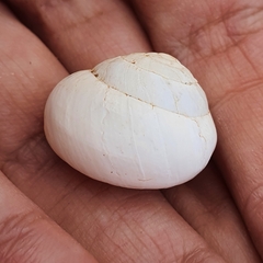 Sphincterochila