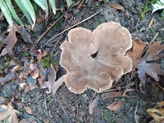Polyporus tuberaster