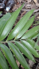 Zamia prasina