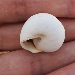 Sphincterochila