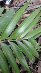 Zamia prasina