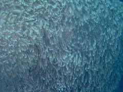 Clavularia