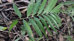 Zamia prasina