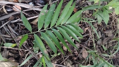 Zamia prasina