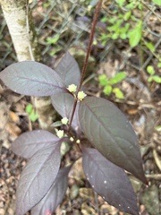 Alternanthera brasiliana