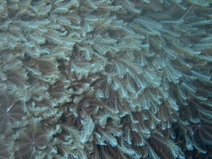 Clavularia