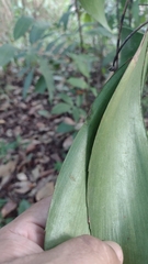 Zamia prasina