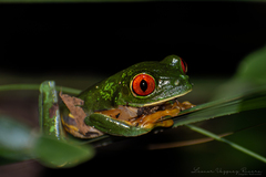 Agalychnis taylori