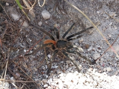 Harpactira chrysogaster