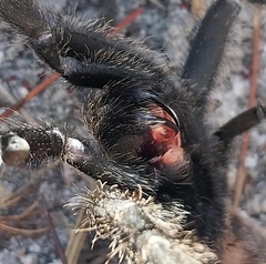 Harpactira chrysogaster