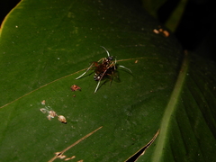 Cryptinae