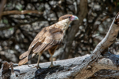 Caracara plancus cheriway