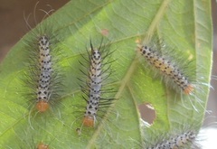 Leucotmemis nexa