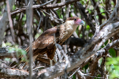 Caracara plancus cheriway