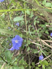 Jacquemontia pentanthos