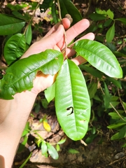 Chrysophyllum argenteum