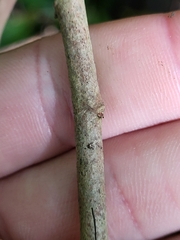 Chrysophyllum argenteum