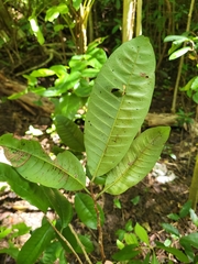 Chrysophyllum argenteum