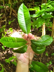 Chrysophyllum argenteum