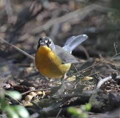 Basileuterus lachrymosus