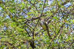 Myiarchus tyrannulus