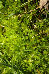Calliergonella cuspidata