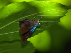 Telegonus