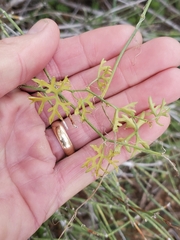 Ibervillea tenuisecta