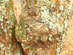 Agrobacterium