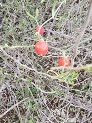 Ibervillea tenuisecta