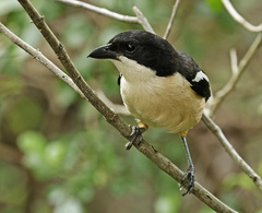 Laniarius ferrugineus