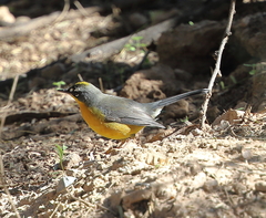 Basileuterus lachrymosus