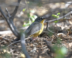 Basileuterus lachrymosus